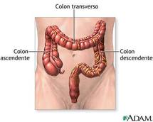 El colon.