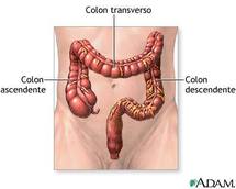El colon. El colon.