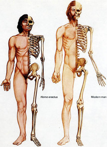 El Homo erectus, a la izquierda, y el Homo sapiens, a la derecha.