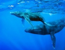 Ballenas azules.