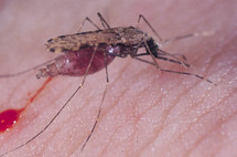 El mosquito Anopheles Gambiae.