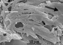 Microbios de hace 3000 millones de años.