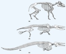 Evolución de las ballenas.