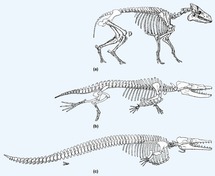 Evolución de las ballenas. Evolución de las ballenas.