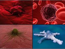 Descubren sistema revolucionario para mantener vivas células cancerígenas Descubren sistema revolucionario para mantener vivas células cancerígenas