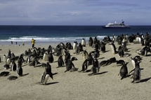 Pingüinos en las Malvinas-Falkland-.