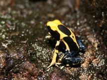 Dendrobates tinctorius, en Sipaliwini, Surinam.