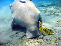 El mamífero marino herbívoro manatí.