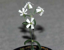 Silene stenophylla