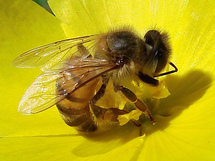 Las abejas son capaces de manipular ideas abstractas, como los mamíferos Las abejas son capaces de manipular ideas abstractas, como los mamíferos