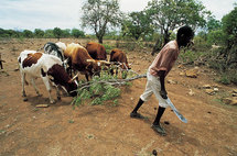 La sequía daña el ya maltrecho sector agrícola en Angola La sequía daña el ya maltrecho sector agrícola en Angola