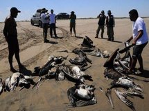Unas 2.000 aves aparecen muertas en una playa del litoral central de Chile