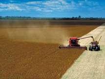 Soja transgénica: grano que enfrenta a Monsanto con millones de brasileños Soja transgénica: grano que enfrenta a Monsanto con millones de brasileños