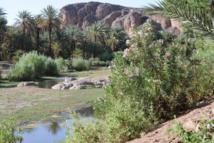 El oasis de Errachidia El oasis de Errachidia