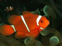 El pez payaso, Amphiprion Ocellaris