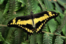 Papilio Cresphontes