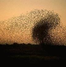 Los enjambres de langosta del desierto en Níger y Malí preocupan a la FAO