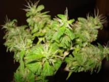 Flores de marihuana