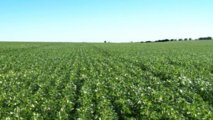 La soja de Monsanto La soja de Monsanto