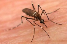 Un mosquito transmite el dengue.