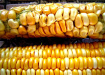 El maíz transgénico NK603, de la empresa Monsanto.