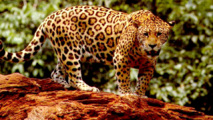 Acuerdo en India para preservar la biodiversidad Acuerdo en India para preservar la biodiversidad