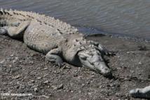 Crocodylus acutus