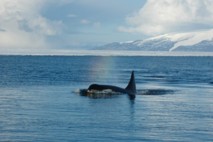 Una ballena, en el mar de Ross, en la Antártida