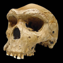 El cráneo de un Homo Heidelbergensis