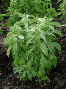 Una planta de Stevia