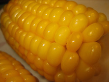El maíz MON 810 de Monsanto El maíz MON 810 de Monsanto