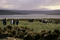 Pingüinos en las islas Malvinas-según los argentinos-o Falklands, según los británicos