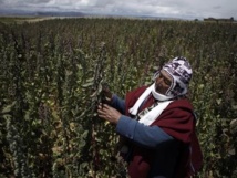 ONU lanza el Año Internacional de la Quinua, el grano de oro de los Andes