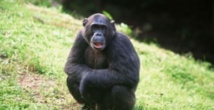 Una chimpancé Una chimpancé