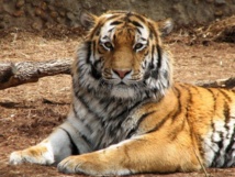 Un tigre Un tigre