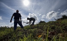 Campesinos colombianos