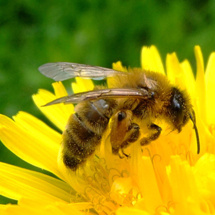 Una abeja Una abeja