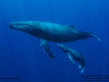 Una ballena azul