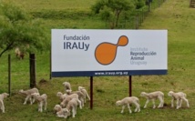 Los corderos de la fundación IRAUy