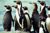 Pingüinos de Humboldt