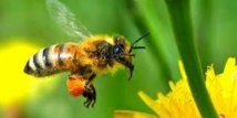 Una abeja Una abeja