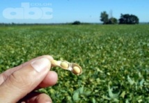 La soja de Monsanto La soja de Monsanto