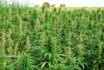 Plantas de Marihuana(Cannabis).