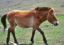 El caballo de Przewalski