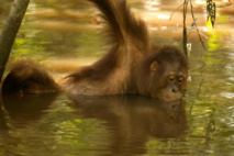 Un orangután