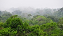 El parque Yasuni El parque Yasuni