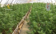 Plantación de cannabis-marihuana-. Plantación de cannabis-marihuana-.