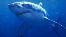 Un tiburón blanco Un tiburón blanco