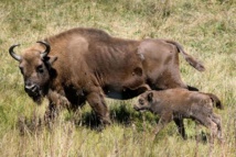 Bisonte europeo