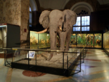 El Museo en Bélgica. El Museo en Bélgica.